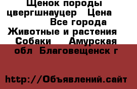 Щенок породы  цвергшнауцер › Цена ­ 30 000 - Все города Животные и растения » Собаки   . Амурская обл.,Благовещенск г.